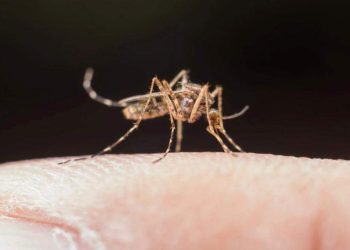 ES registra recorde com 91 mortes e mais de 120 mil casos de dengue