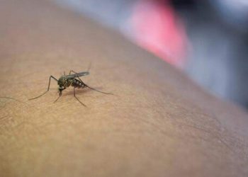Dengue no ES: número de casos é 10 vezes maior que em 2022