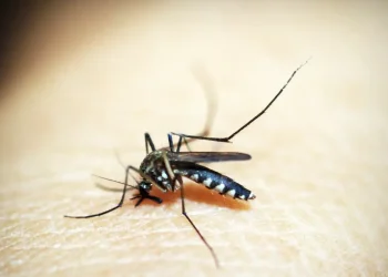 Em 17 dias, casos de dengue triplicam em São Paulo