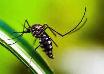 Primeiro na vacinação em massa contra dengue, Dourados tem Dia D