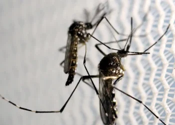 Distribuição da vacina contra a dengue começa na próxima semana
