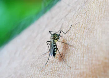 Epidemia de dengue faz Natal decretar emergência em saúde