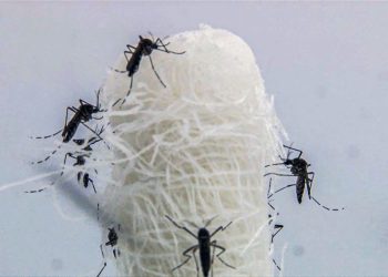 Brasil ultrapassa 5 milhões de casos prováveis de dengue