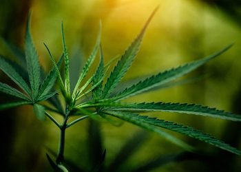 VÍDEOS | Advogados do ES alertam para insegurança jurídica após descriminalização da maconha