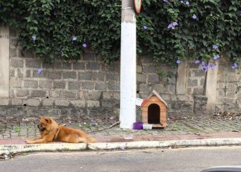 Chow-chow é amarrada em poste e abandonada por três dias na Serra