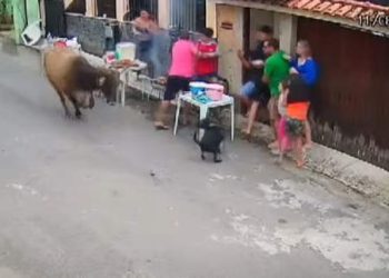 VÍDEO | Boi invade churrasco de Dia dos Pais e assusta família no ES