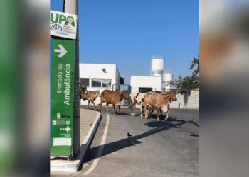 VÍDEO: Vacas são vistas ‘passeando’ em UPA da Grande BH