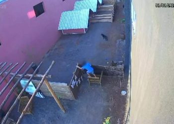 VÍDEO | Criança de 9 anos invade clínica veterinária e mata 23 animais