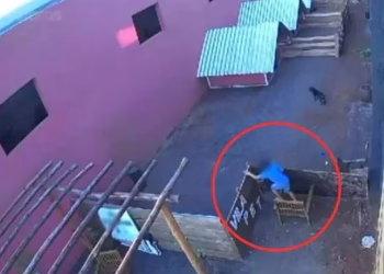 Criança de 9 anos invade hospital veterinário e mata 23 animais