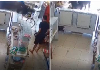 Vacas invadem comércio em Viana e surpreendem funcionários; veja vídeo
