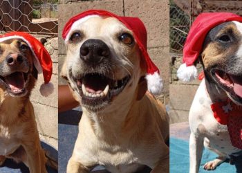 ONG de Vila Velha lança campanha de Natal para ajudar animais de abrigo