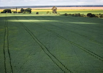 Em menos de quatro décadas, área destinada à soja cresce nove vezes