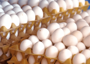 Falta de mão de obra faz produtores de ovos do ES deixar de exportar R$ 4,3 milhões por mês.