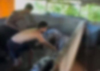 Jovens de Marilândia são indiciados por maus-tratos a porcos após vídeo viralizar no Instagram