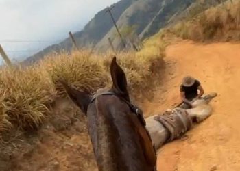 Polícia investiga caso de cavalo mutilado em Bananal (SP)